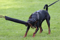 dog image background