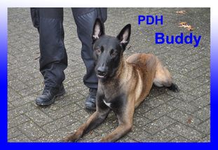 Buddy von den Feuerpfoten Buddy von den Feuerpfoten