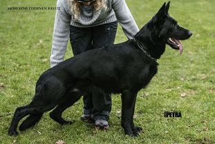 Hoss vom Eisernen Kreuz Hoss vom Eisernen Kreuz