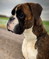 Hot Chilli von Annitoboxer Hot Chilli von Annitoboxer