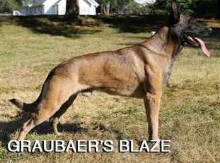 Graubaer's Blaze Graubaer's Blaze
