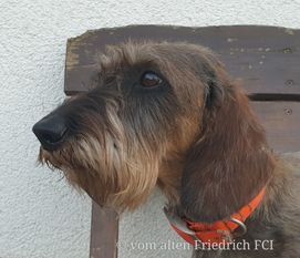 Dachskrieger Jägerin Dachskrieger Jägerin