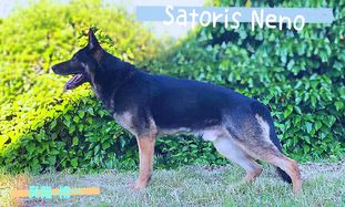 Satoris Neno Satoris Neno