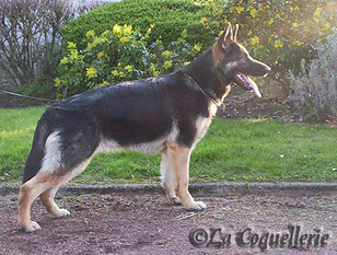 Aidi de la Coquellerie Aidi de la Coquellerie