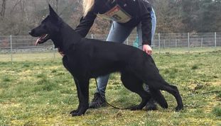 Mystic von der Hundshardt Mystic von der Hundshardt