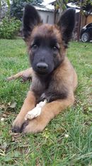 Boróka Brave Maligator Boróka Brave Maligator