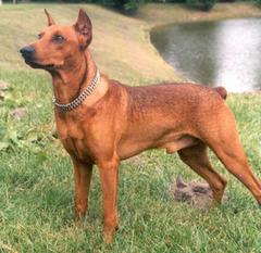 Zorro Doberdog Zorro Doberdog