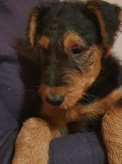Kleo von Wales Kleo von Wales