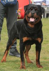 Gyno von der Rottromulus Gyno von der Rottromulus