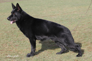 B'dog vom Eichbaum B'dog vom Eichbaum