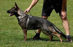 Daggi z Kokešova dvora Daggi z Kokešova dvora
