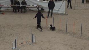 Indiene black von den Hausruck-Shelties Indiene black von den Hausruck-Shelties