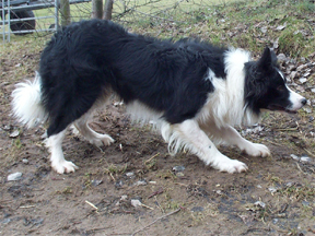 Shepherd's Companion My Lad Shepherd's Companion My Lad