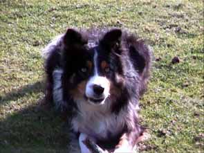 Lad Dutch Highlands Famke Lad Dutch Highlands Famke