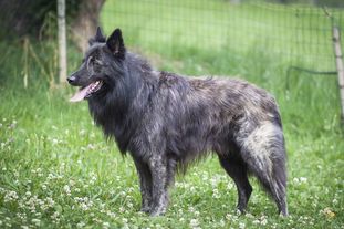 Cosmo von Xenellos Gladness Cosmo von Xenellos Gladness