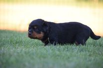Litter C - Inspirace x Balak - 3rd week