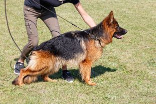Lilly von der Tscheppaschlucht Lilly von der Tscheppaschlucht