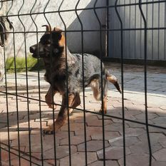 Vanja von der Kezijas Vanja von der Kezijas