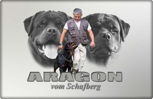 Aragon vom Schafberg Aragon vom Schafberg