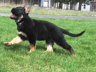 Aik von der Gnadehund Aik von der Gnadehund