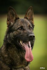 Bira Canis Invictus Bira Canis Invictus