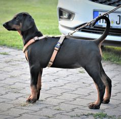 Imalah vom Hexenzauber Imalah vom Hexenzauber