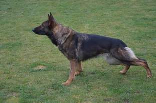 Sund Hund Windy Sund Hund Windy
