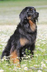 Lotte vom Schondratal Lotte vom Schondratal