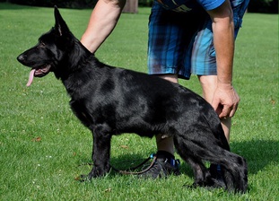 Idefix von Hanrahaus Idefix von Hanrahaus