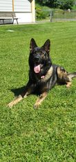 King von der Glacis King von der Glacis
