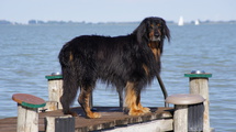 Archibald vom Schirninghof
