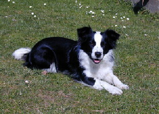 Angelface of Pinewood Country Angelface of Pinewood Country