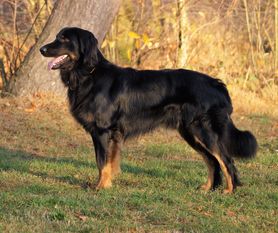 Murphy vom Schondratal Murphy vom Schondratal
