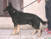 Fox Zitavska dolina Fox Zitavska dolina