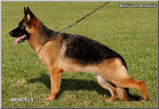 Bali von Amasis Bali von Amasis