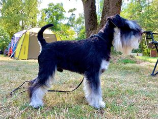 Wresley Elvis von Heichrina Wresley Elvis von Heichrina