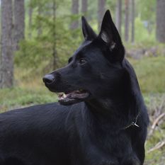 Kustmarken's Vita Kustmarken's Vita
