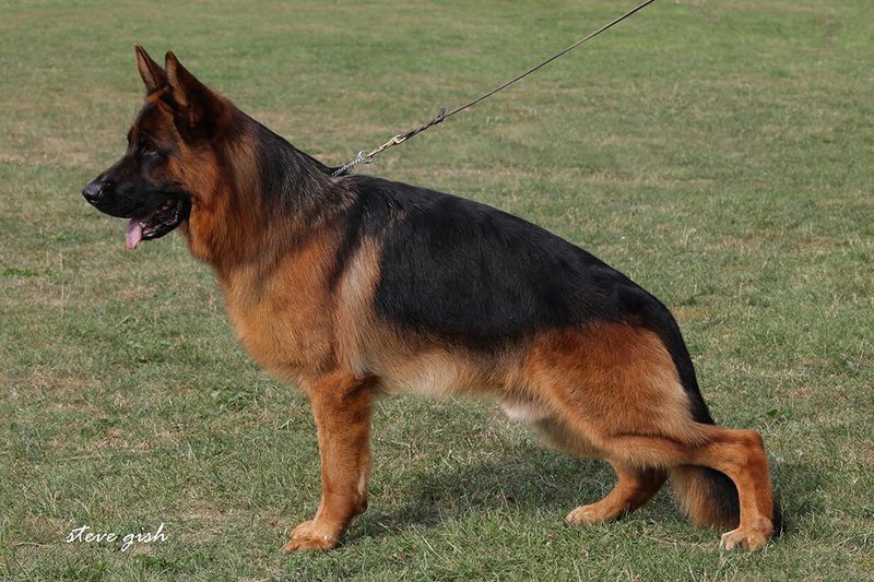 Goran Vom Bierstadter Hof Hundeprofil Informationen Und Daten