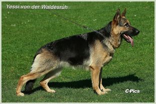 Yessi von der Waldesruh Yessi von der Waldesruh