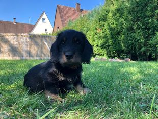 Merlin vom Tannenhof Merlin vom Tannenhof
