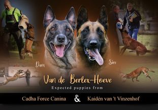Cadha Force Canina Cadha Force Canina