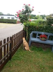 Tinka vom Rheurdter Land Tinka vom Rheurdter Land