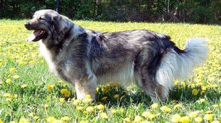 Kvina (Nina/Mladen Bas/Tomazic) Kvina (Nina/Mladen Bas/Tomazic)
