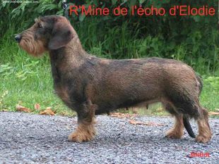 R'Mine de L'Echo d'Elodie R'Mine de L'Echo d'Elodie