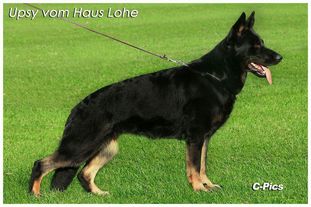 Upsy vom Haus Lohe Upsy vom Haus Lohe