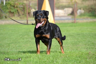 Ezra Monty Black Ezra Monty Black
