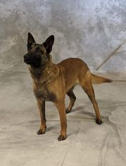 Baghira Mavi Boncuk Baghira Mavi Boncuk