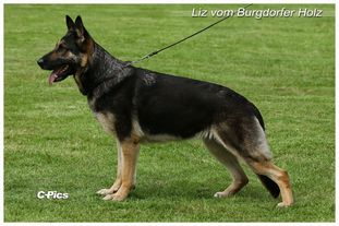 Liz vom Burgdorfer Holz Liz vom Burgdorfer Holz