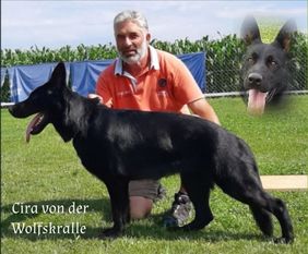 Cira von der Wolfskralle Cira von der Wolfskralle