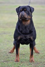 Lucky of Kinders Royal Rott Lucky of Kinders Royal Rott